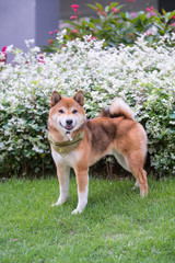 Lovely Shiba Inu, walking in the park