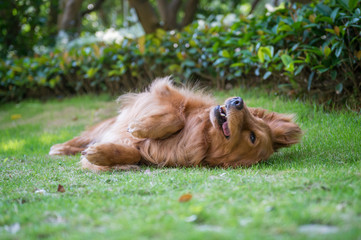 Lovely golden retriever, playing in the park