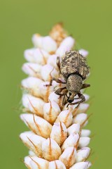 Leaf weevil and snakeweed