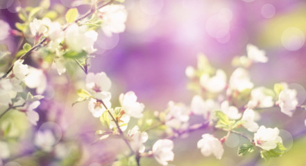 Defocus banner natural background blurred small flowers on a branch.