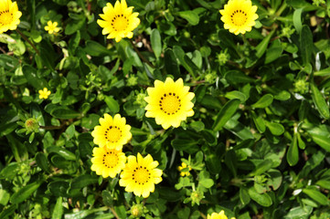 黄色い花　クンショウギク