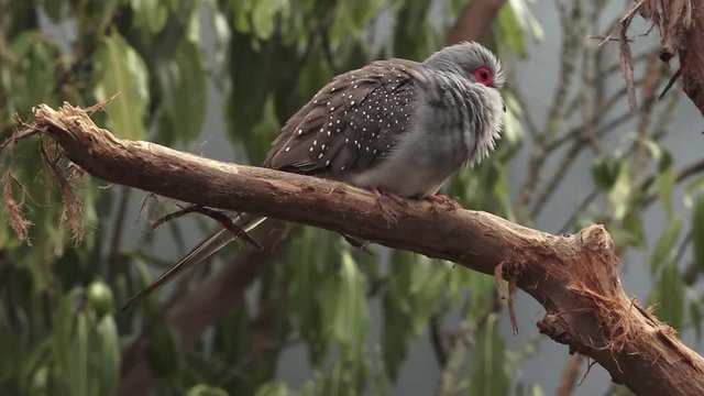 Australian Diamond Dove sits on a tree in Northern Australia.