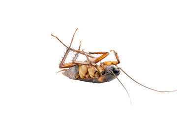 Dead cockroach lying on white background isolated with clipping path
