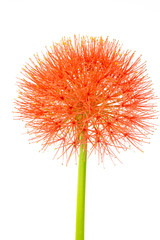 Blood lily white background isolated with clipping path