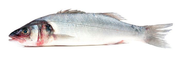 Fish seabass