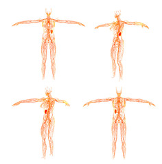 3D rendering illustration of the  lymphatic system