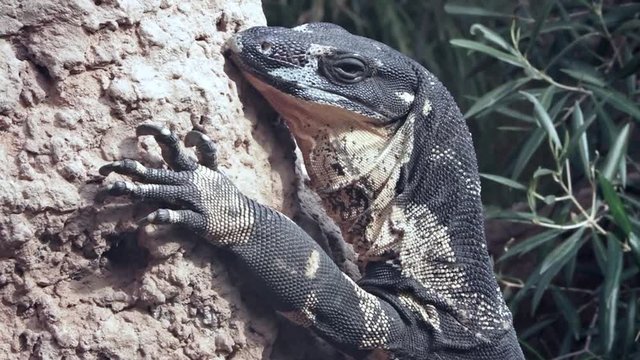 Goanna Lace monitor large lizard on a tree in Queensland, Australia. 