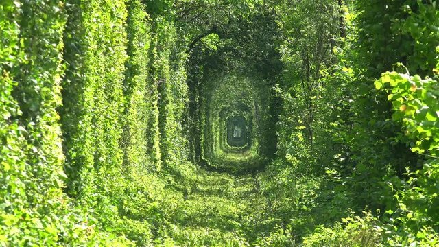 Unique Natural Tunnel of Love with Railway Road formed by Trees in Ukraine. 4K Video Clip