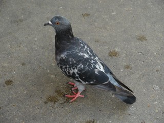 Pigeon  A black pigeon standing in the concrete pavement 
