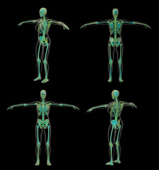 3D rendering illustration of the skeleton