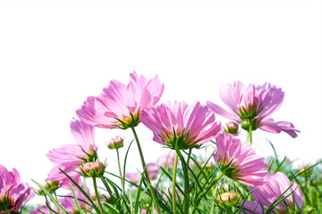 Obraz na płótnie Canvas vivid pink cosmos flower isolated on white background