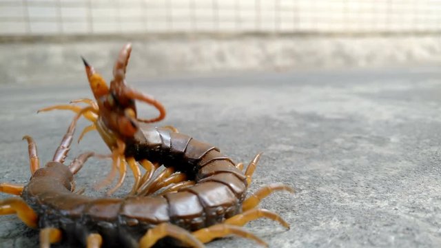 
giant size centipede on the road and being trampled