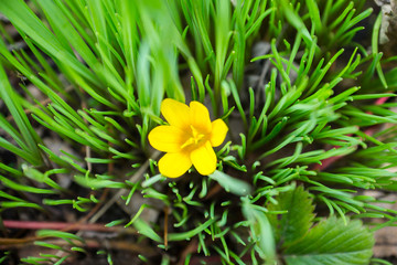 Beautiful crocuses in garden. Shallow depth of field.