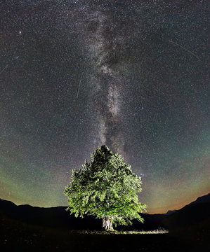 Panoramic view of illuminated lonely high tree under incredibly beautiful starry night sky and Milky way in the mountains. Astrophotography