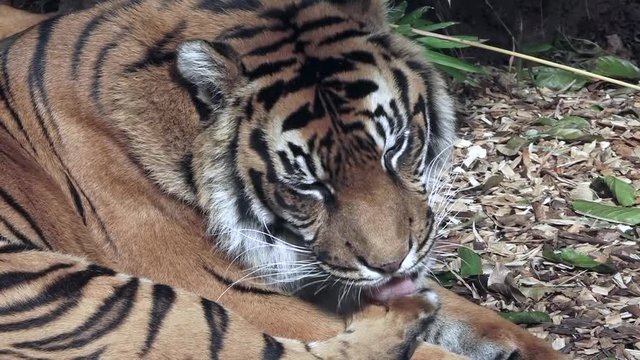 Relaxed Sumatran Tiger licking his paws close up