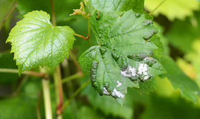 Grapevine diseases. Downy Mildew (Plasmopara vitikola) is a fungal disease that affects a grape leaves.