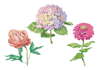 Beautiful gentle flowers isolated on white background. Hydrangea, peony and zinnia. A large buds and inflorescence on a stem with green leaves. Botanical vector Illustration.