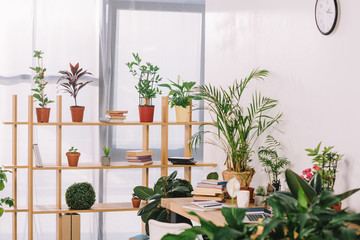 wooden shelves with potted plants in office