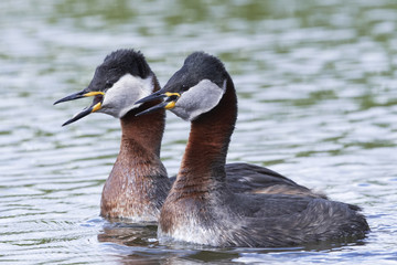 Red-necked grebe (Podiceps grisegena)