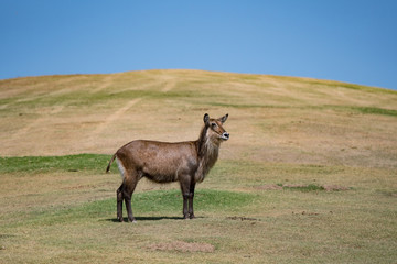 Stand tall in the meadow 