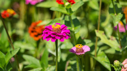 Purple Flower