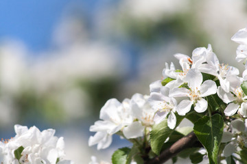 flowers of an apple tree in a spring garden