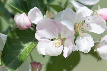 flowers of an apple tree in a spring garden