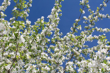 flowers of an apple tree in a spring garden