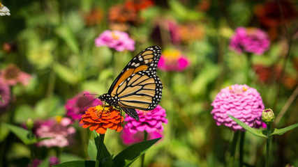 Fototapeta na wymiar Butterfly on Orange Flower