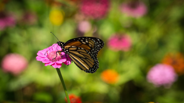 Butterfly on Pink Flower