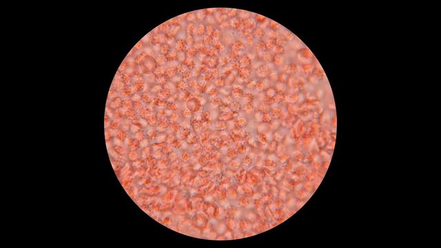 blood of a dog under a microscope