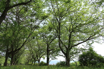 風に揺れる木　新緑　並木道　トンネル　そよ風