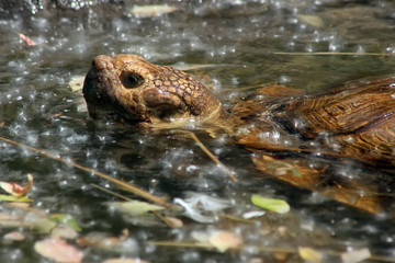 A big turtle is in the pond. Close up