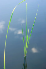 A bunch of bright green herb with one blade of grass separately. Close-up.