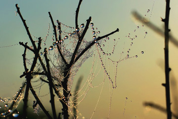 Fototapeta na wymiar spider web with large drops of dew on the branches of trees