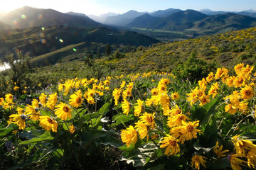 Arnica or Balsamroot flowers in beautiful  meadows.  Seattle. Washington. United States of America.