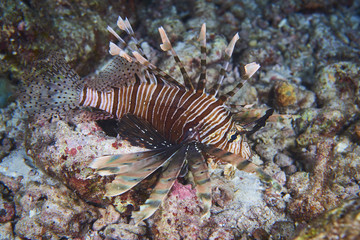 Lion fish