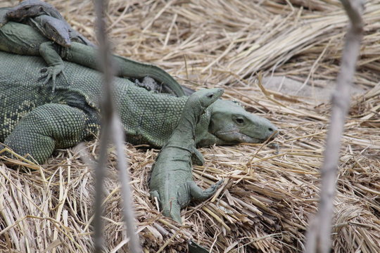 Green Comodo Dragon 