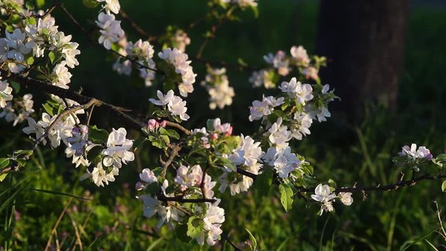 The video is the blossom of white apple flowers. Background video. copy space