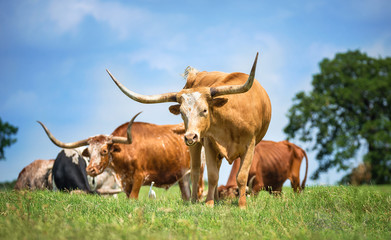 Texas longhorn cattle grazing on spring pasture. Blue sky background with copy space.