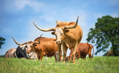 Papier Peint photo Vache Texas longhorn cattle grazing on spring pasture. Blue sky background with copy space.