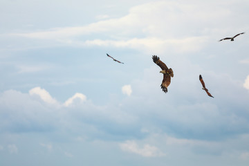 brahminy kite, Red-backed sea-eagle fly over the sea at Chanthaburi province,Thailand