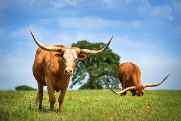 Rideaux tamisants Vache Texas longhorn cattle grazing on spring pasture. Blue sky background with copy space.