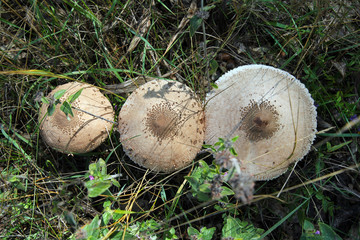 Three pileus in the green grass. Top view