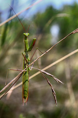 Macro photography. A green grasshopper on a dry blade of grass