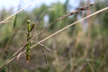 Macro photography. A green grasshopper on a dry blade of grass