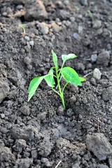 fresh planted paprika on a fertile soil