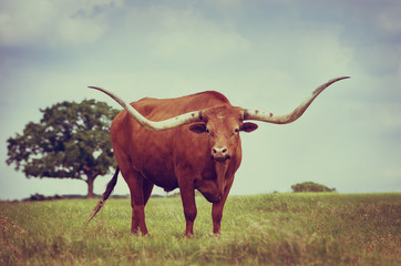 Texas longhorn grazing on spring pasture. Blue sky background with copy space. Vintage filter effects.