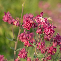 Akelei, Aquilegia