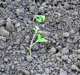 freshnplanted paprika on fertile soil